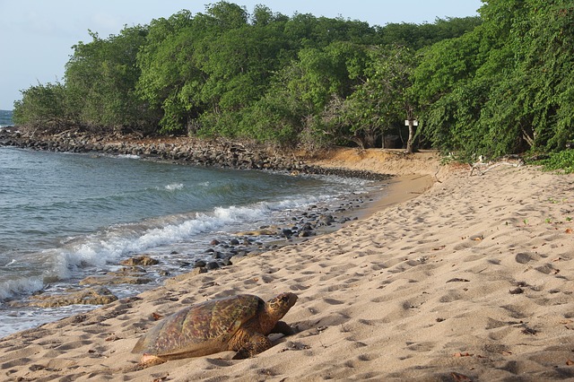 Tortues Marines Guadeloupe