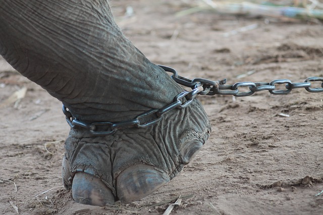 elephant mal traité thailande